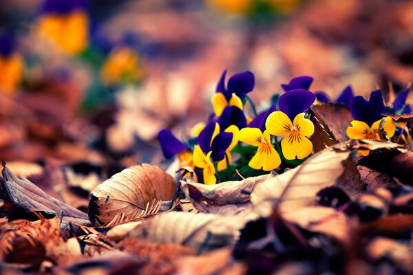 Photo flowers pansies autumn