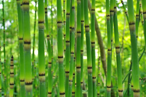 Яркие зеленые сочные стебли бамбука