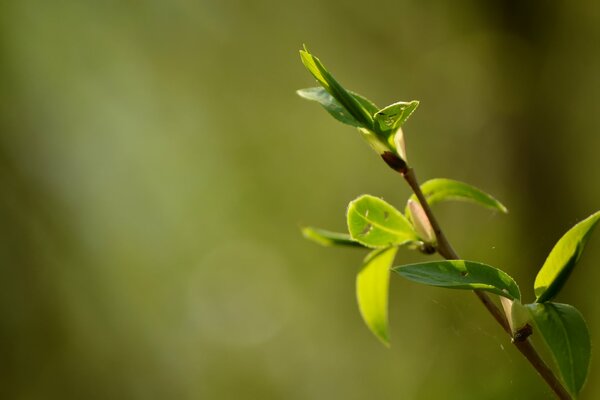 Frühlingsblätter blühen im Frühling