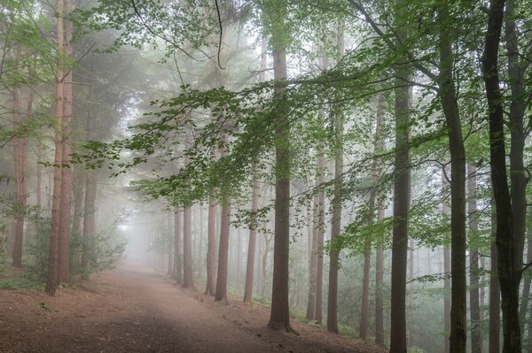 In the misty haze , the forest stands