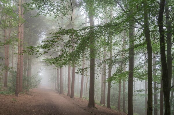 In una foschia nebbiosa, la foresta sta