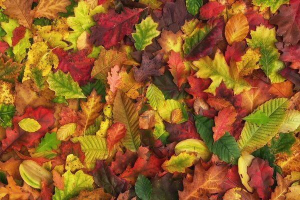 Purpurrotes Herbstlaub auf dem Boden