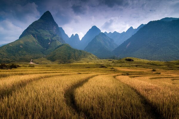 A huge field against the background of mountains