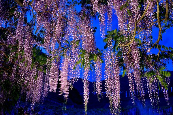 Pink wisteria bunches in the night