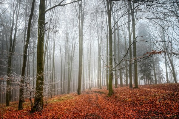 Herbstwald im Nebel