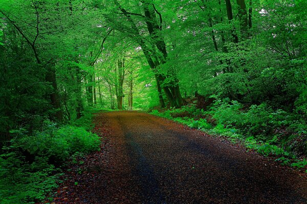 Strada attraverso la foresta verde