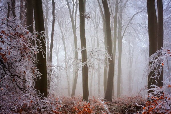 Winter cold forest fog