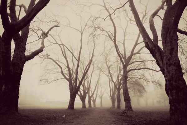 Bare trees in a foggy park