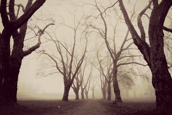 Arbres nus dans un parc brumeux