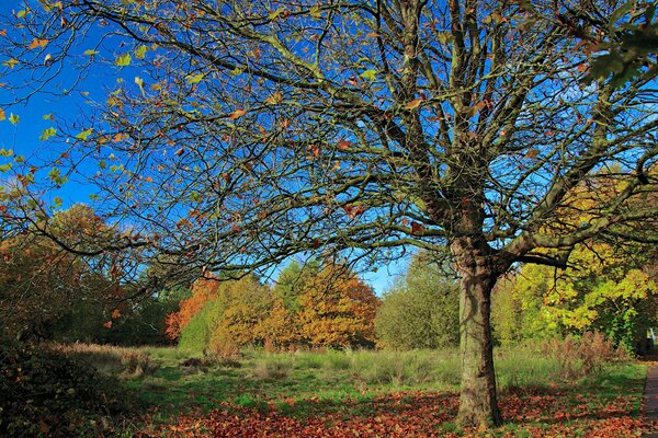 A tree without leaves in an autumn park