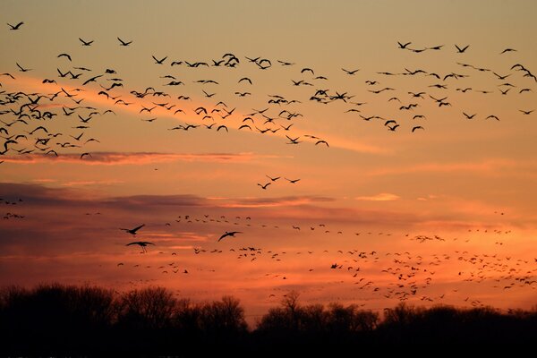 Birds fly in the sky at sunset