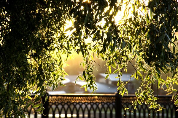 Feuilles d or au coucher du soleil du soir