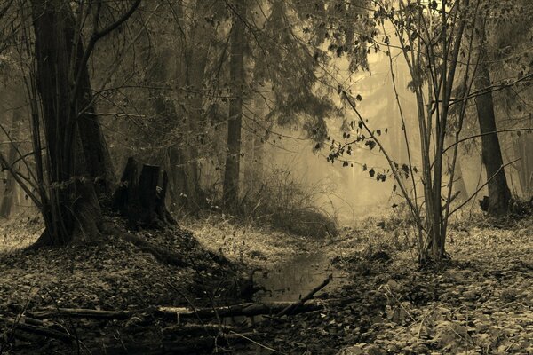 Landscape of the autumn forest in gray tones