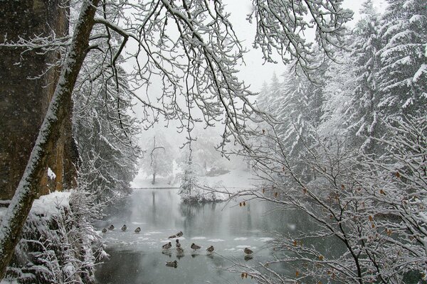 Enten im Winter auf einem Teich im Winterwald