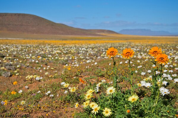 Blumen auf einer Wiese in den Bergen