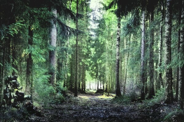 Scenic road in the forest in summer