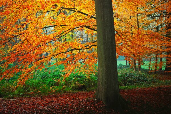 Im Herbst werden die Blätter an den Bäumen gelb und fallen ab