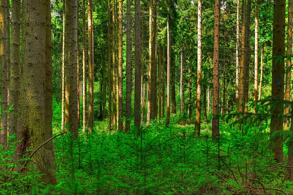 Foresta estiva, pini nella foresta