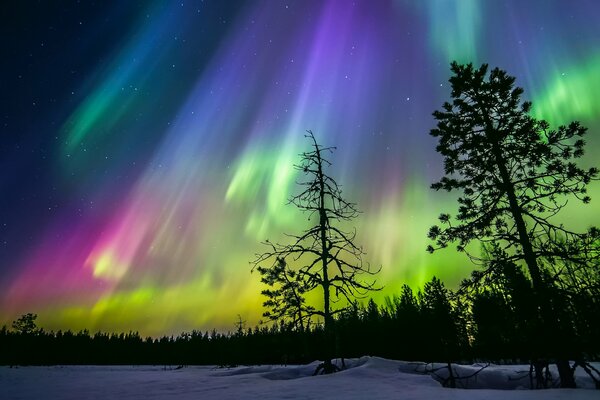 Aurora boreale in Finlandia sullo sfondo della foresta