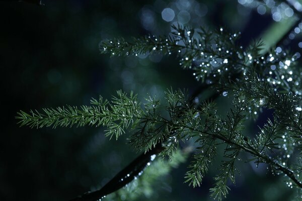 Dew drops on coniferous branches