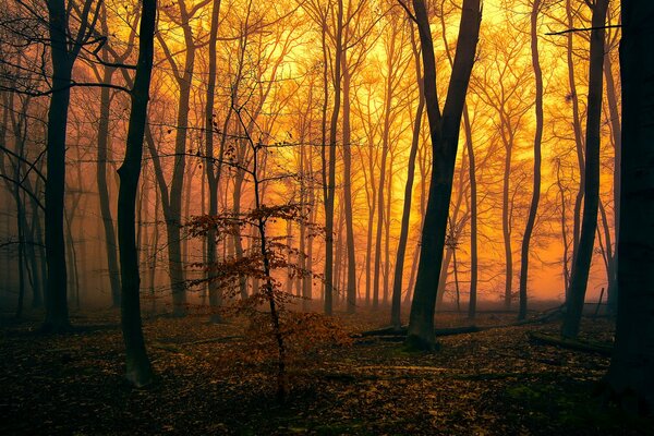 Abends im Herbstwald