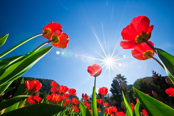 Tulipes sur fond de ciel