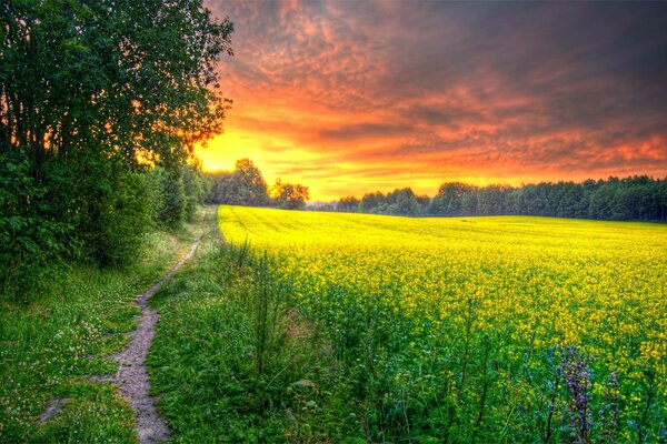 A field with yellow flowers at sunset