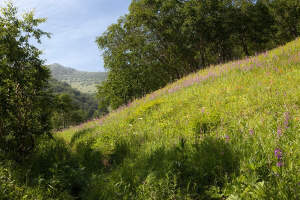 Kamchatka hills, grass, trees, greenery