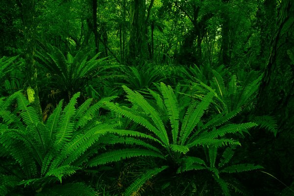 Le piante a foglia verde crescono nella foresta