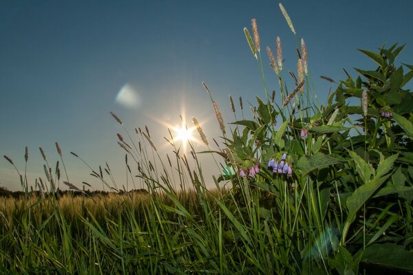 Gras bei Sonnenuntergang