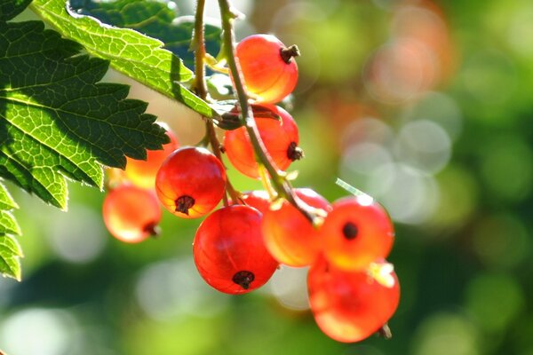 Red currant berries close-up