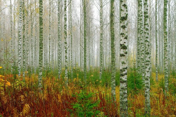 Forêt bosquet arbres bouleaux