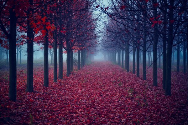 Trees with leaves on the background of autumn fog