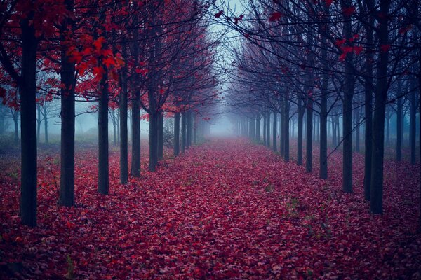 Деревья с листьями на фоне осеннего тумана