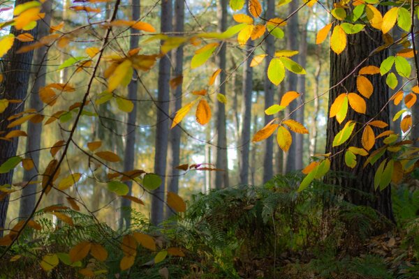 Laub der Bäume im Herbst im Nebel