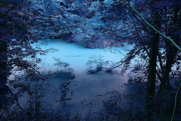 Photo winter forest trees