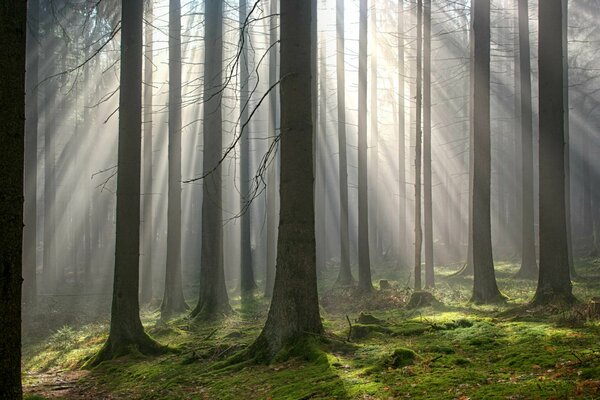 Hoher moosiger Wald in der Sonne