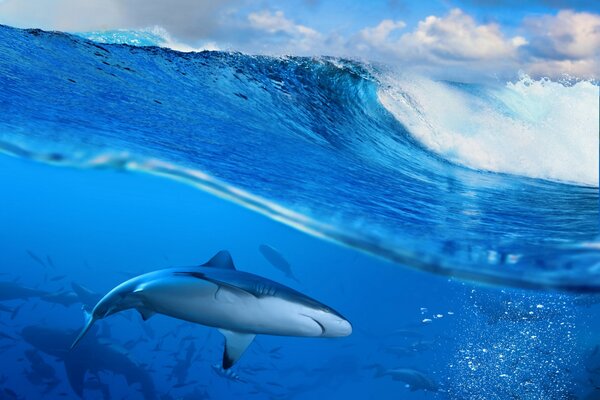 Vue de l eau sur le requin et les vagues