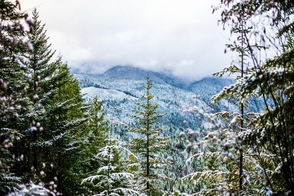 È il freddo inverno nella nebbia