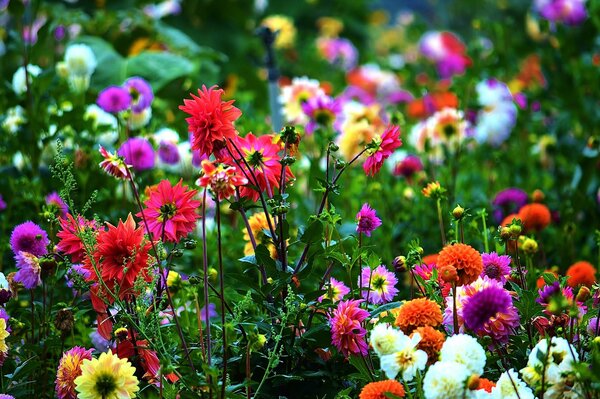 Different types of flowers in one place