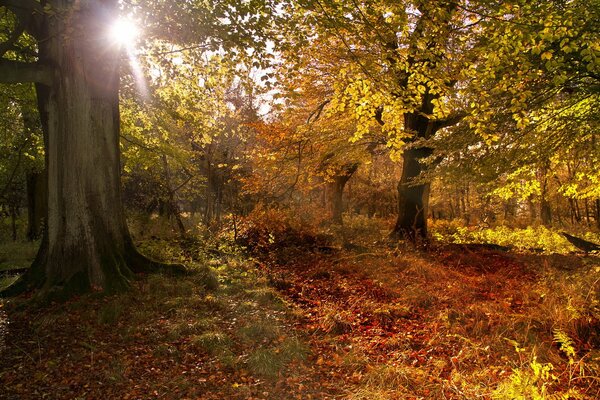 Un raggio luminoso di sole perfora il fogliame verde