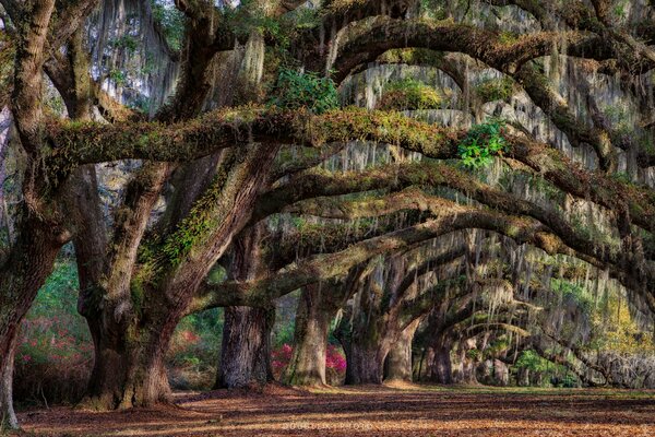 Árboles de primavera en Carolina del sur