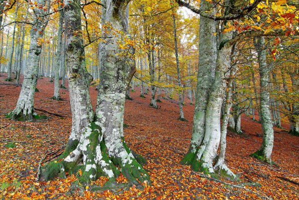 Goldener Herbst im dumpfen Wald