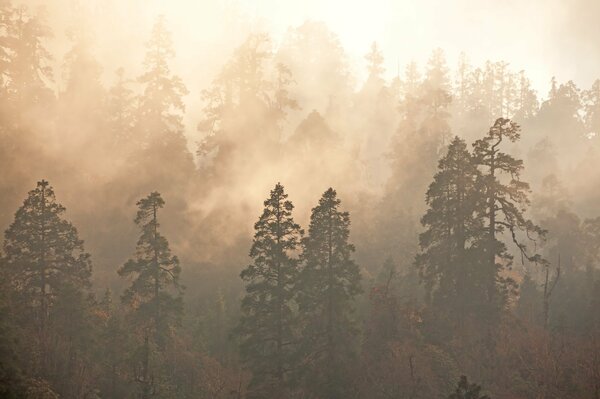 Gli alberi nella nebbia nella foresta sembrano umani