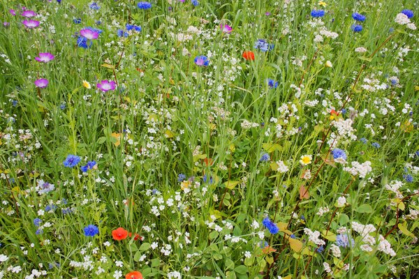 Multicolored meadow with grass and flowers