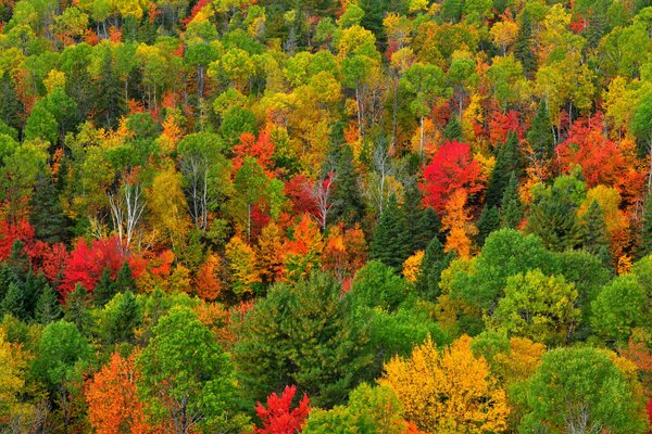 Painted bright autumn forest