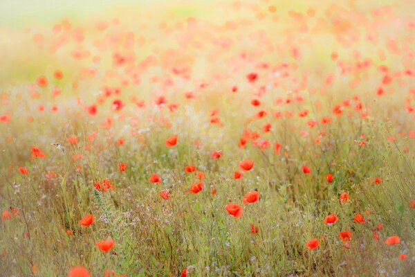 Paysage nature champ de coquelicots