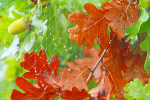 Ragnatela sottile sulle foglie di quercia