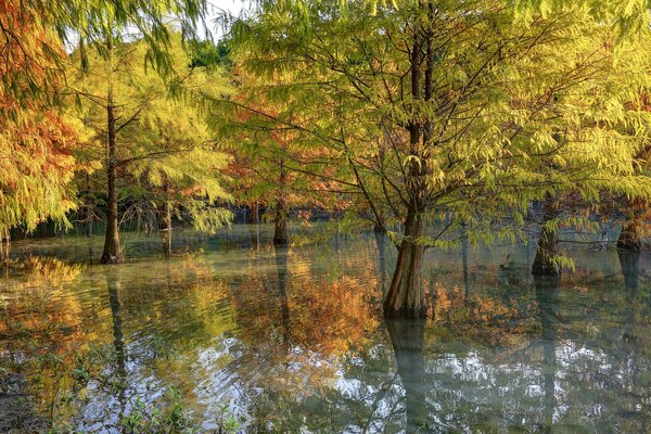 Reflejo de los árboles de otoño en el agua