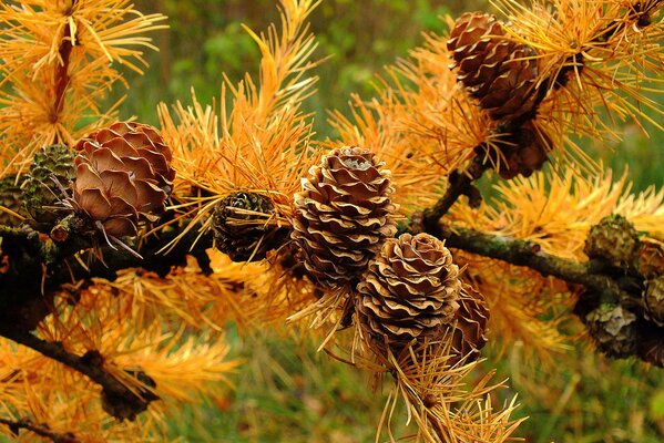 Bald Herbst und wieder geleerte Blätter